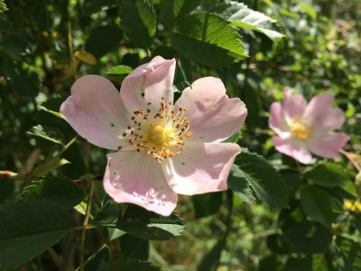 heckenrose.jpg