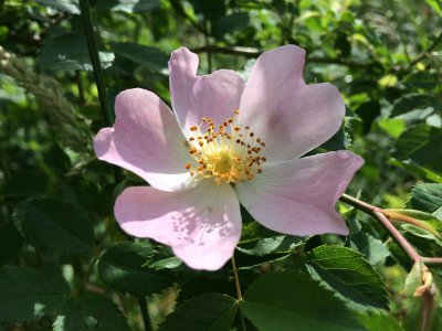 heckenrose1.jpg