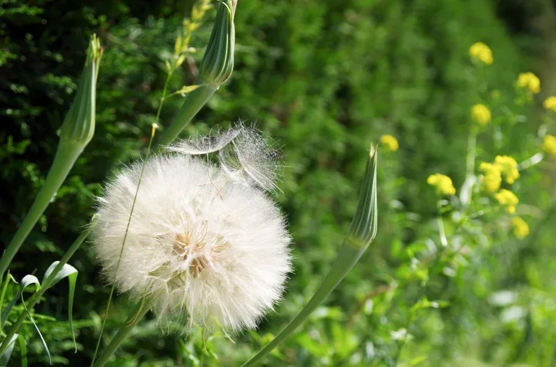 pusteblume.webp