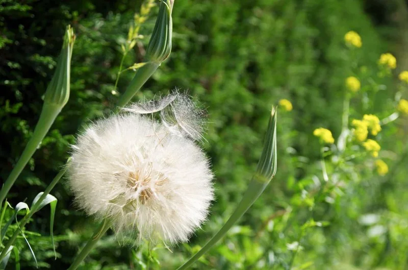 pusteblume3.webp