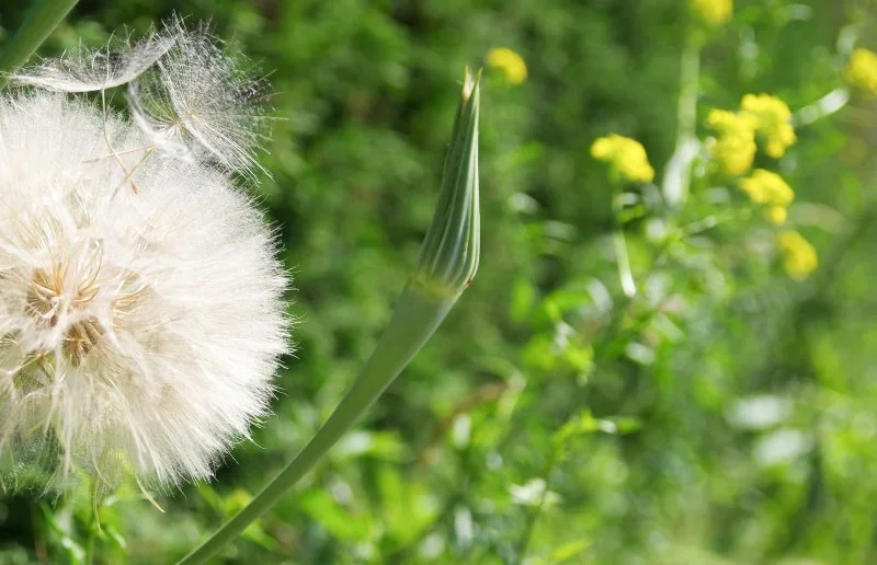 pusteblume1.webp
