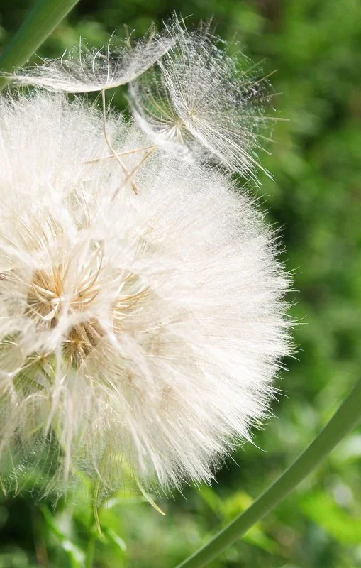 pusteblume2.webp