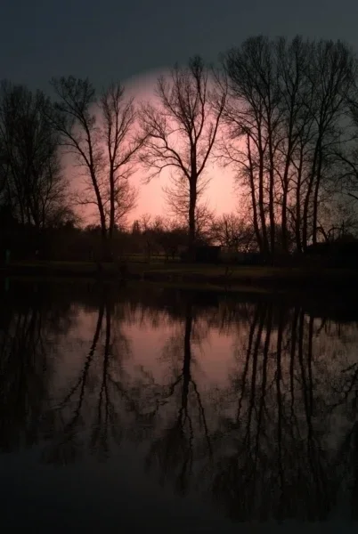 Baum-Wasser [].webp