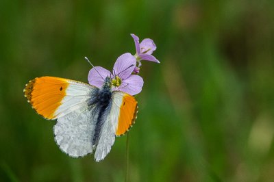 IMGP0819 Kopie 800.jpg IMGP0819 Kopie 800.jpg