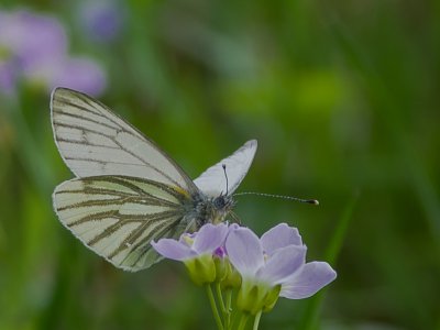 IMGP1647 Kopie 800.jpg IMGP1647 Kopie 800.jpg