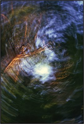 _small_09 Kiefern im Garten.JPG