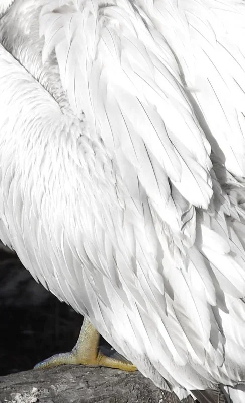 pelikan.webp