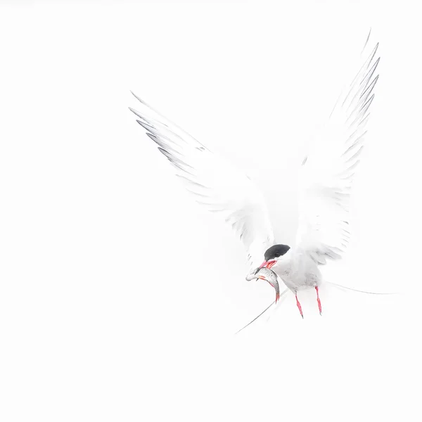 Flußseeschwalbe-Weiß.webp