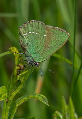 IMGP2479 Kopie 800.jpg IMGP2479 Kopie 800.jpg