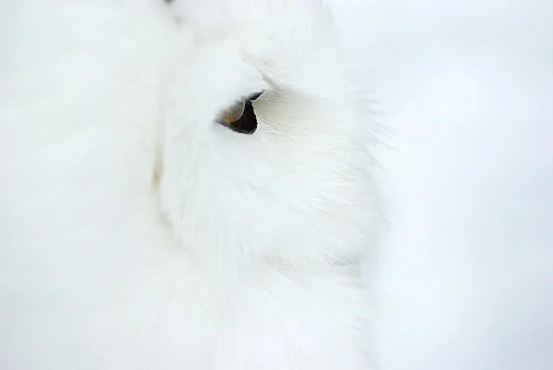 Schneeeule pf010.webp