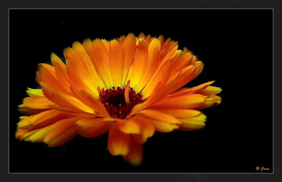 ringel_2.webp