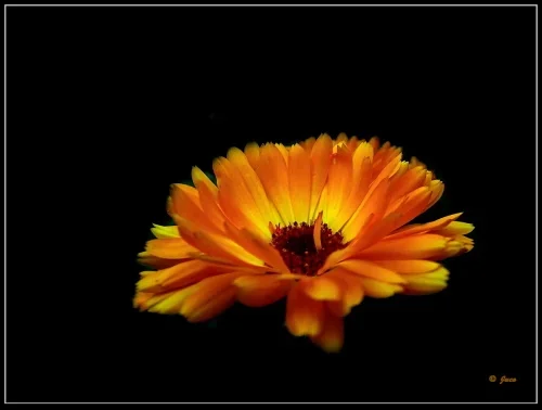 ringel_3.webp