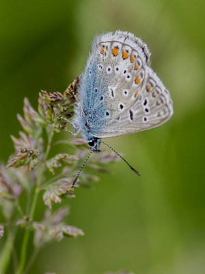 IMGP6009 Kopie 800.jpg