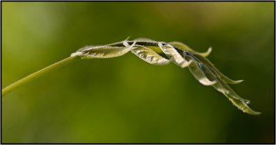 _small_052 Bairawies-Garten-Glycinie.JPG