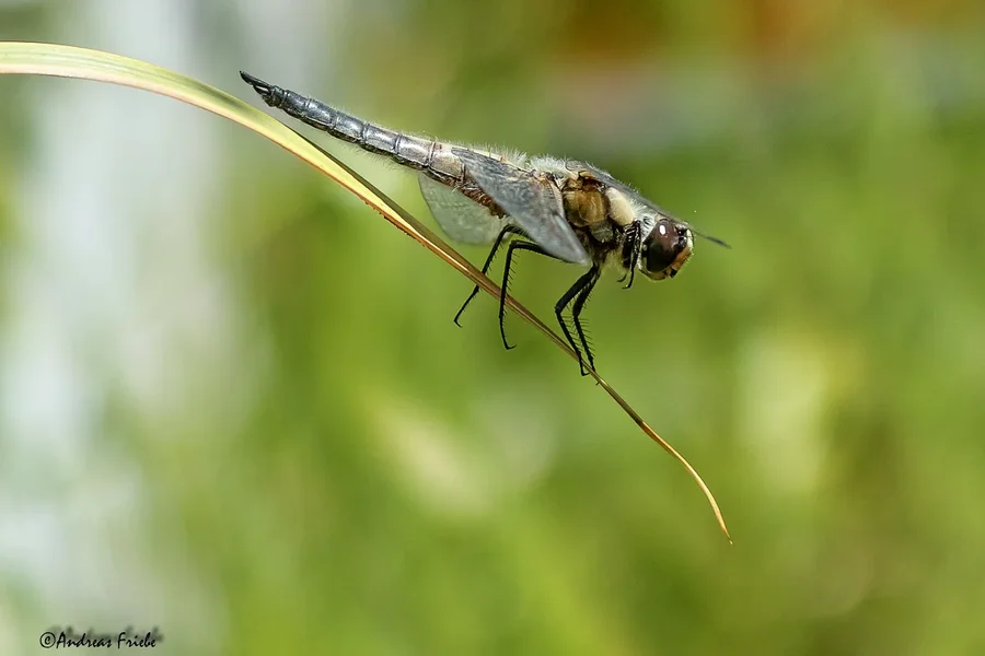 DP3M0339.webp