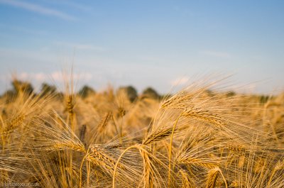 20150626 HOF -L1000700.jpg 20150626 HOF -L1000700.jpg