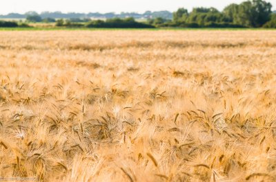 20150626 HOF -L1000688.jpg 20150626 HOF -L1000688.jpg