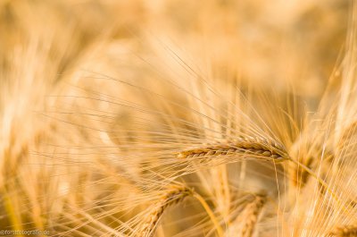 20150626 HOF -L1000675.jpg 20150626 HOF -L1000675.jpg