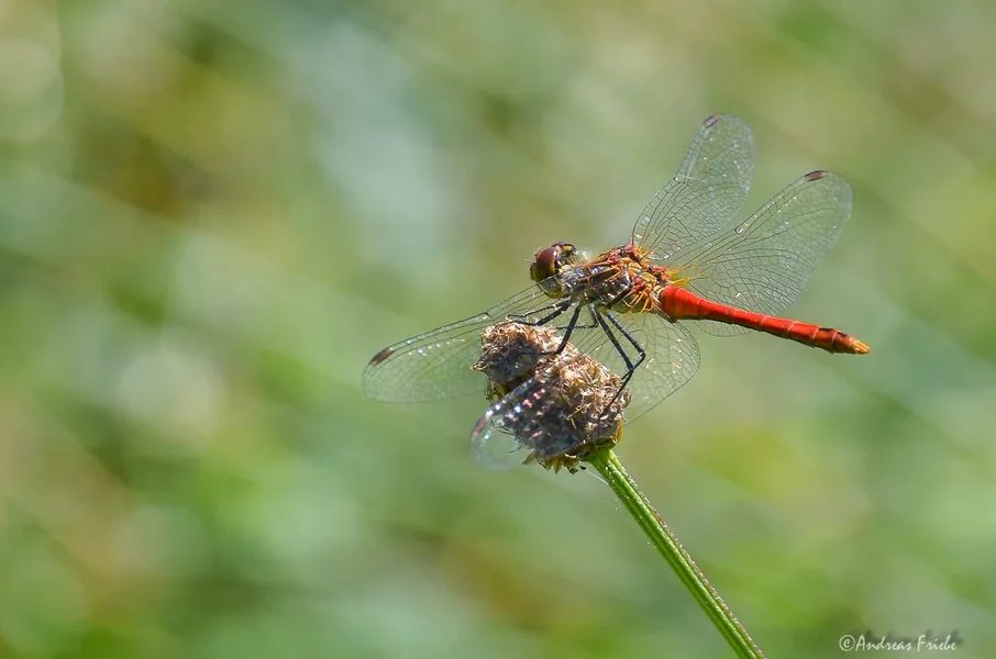 D7K_6048.webp