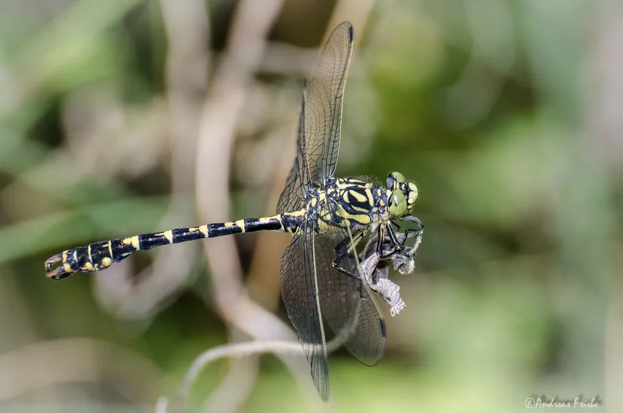 D7K_6329.webp