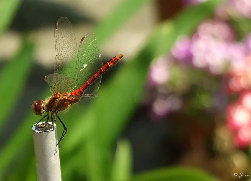 libelle_3.webp