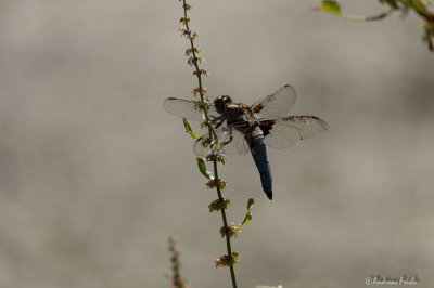 FUJI5140-3.jpg