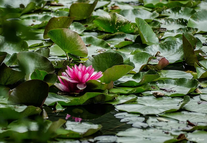 seerose_pink.webp