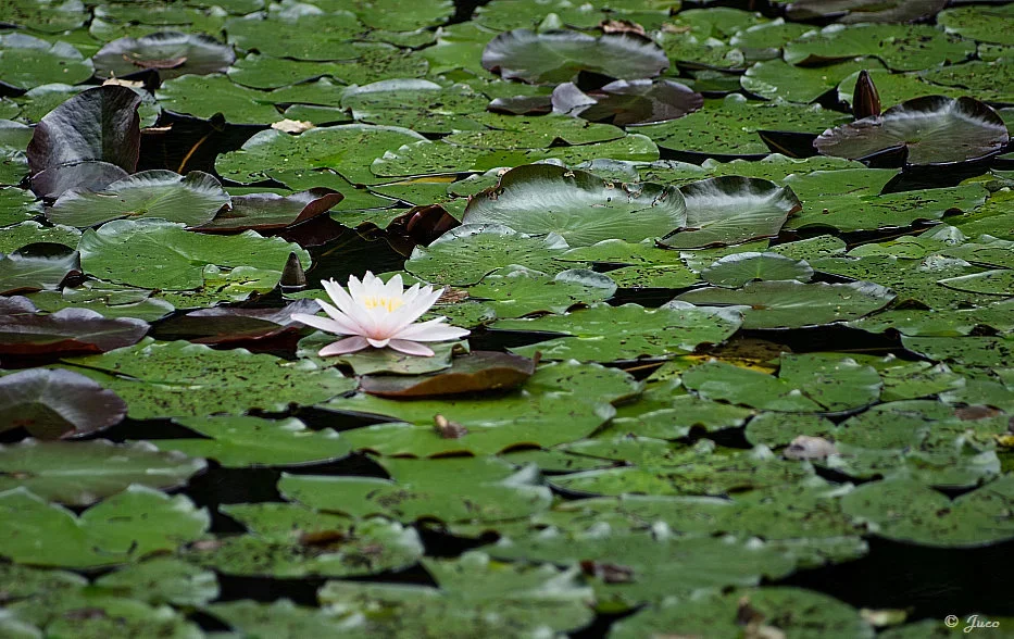 seerose_weiss_2a.webp