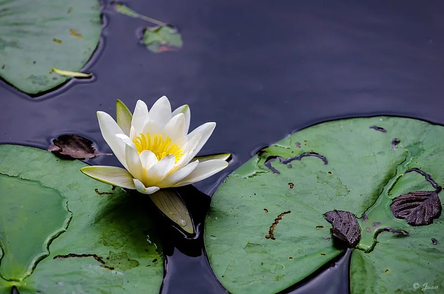 seerose_weiss.webp