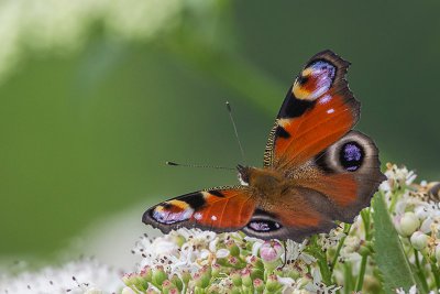 IMGP9011 Kopie 800 2.jpg