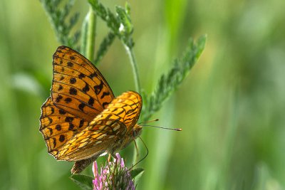 IMGP9086 Kopie 800 2 Feuriger Perlmutterfalter.jpg