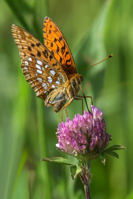 IMGP9090 Kopie 800 2 Feuriger Perlmutterfalter.jpg