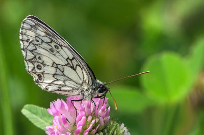 IMGP9028 Kopie 800 2.jpg