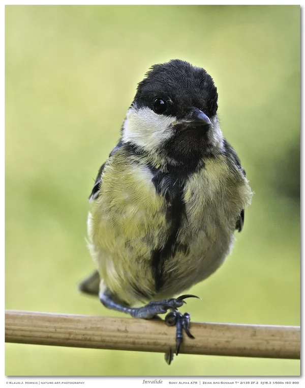 Invalide 003.webp
