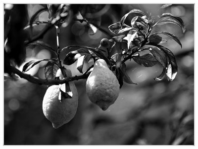 _small_140 Meran-Villa Trauttmansdorff-Garten-Zitronen.JPG