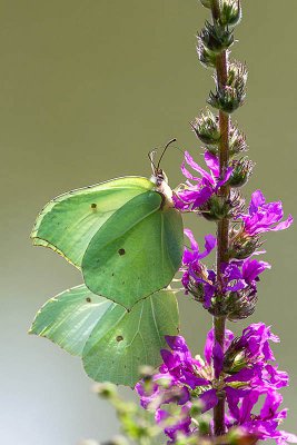 IMGP9310 Kopie 800 Zitronenfalter 15 07 2014.jpg IMGP9310 Kopie 800 Zitronenfalter 15 07 2014.jpg
