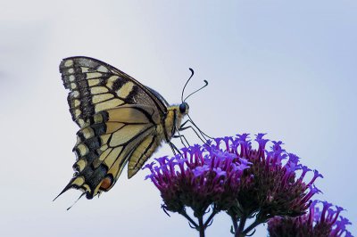 IMGP0219 Kopie 800.jpg IMGP0219 Kopie 800.jpg