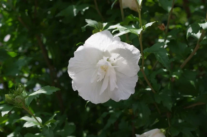 IMGP9955.webp