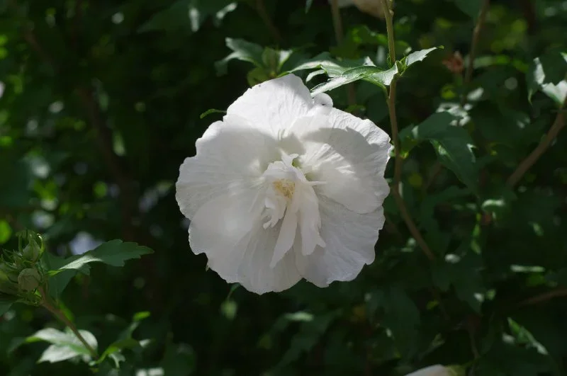 IMGP9957.webp
