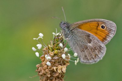 IMGP1116 Kopie 800 2.jpg IMGP1116 Kopie 800 2.jpg