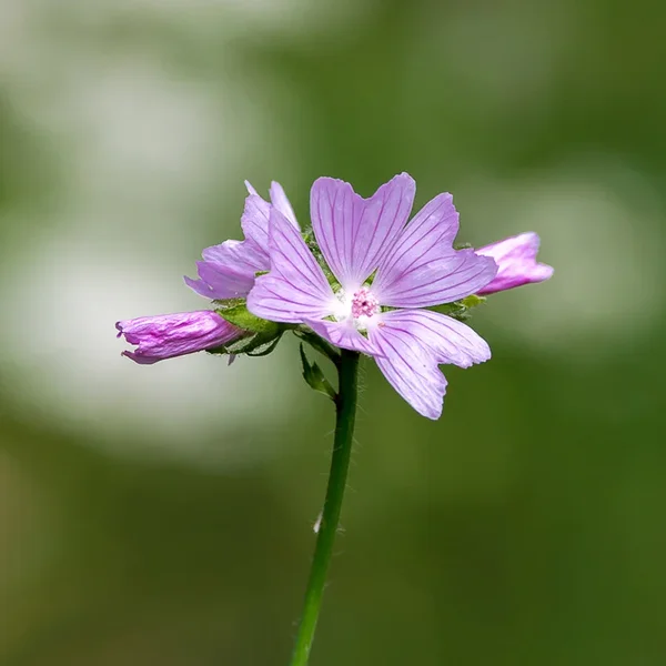 IMGP1127 Kopie 800 2.webp