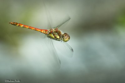 SDIM8582.jpg