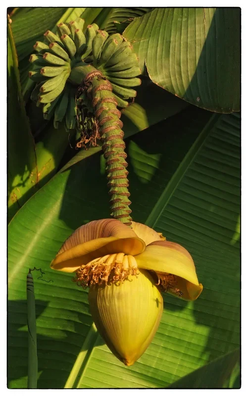 Banane.webp