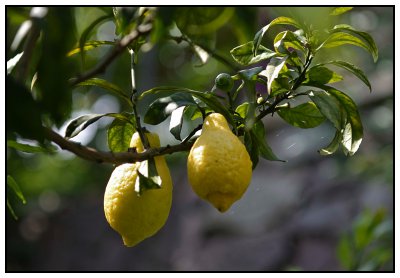 _small_202 Meran-Villa Trauttmansdorff-Garten-Zitronen.JPG