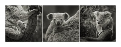 koala collage.jpg