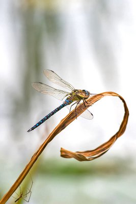 IMGP2401 Kopie 800-2.jpg