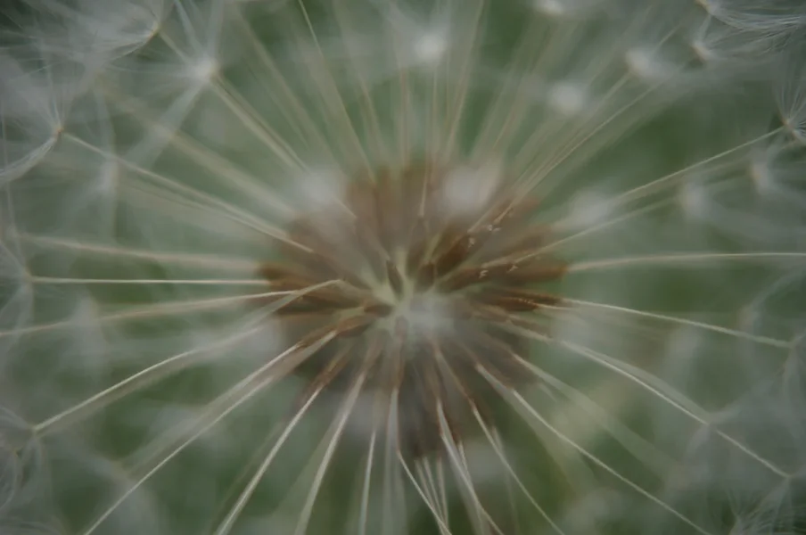 IMGP6358.webp