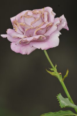 20100717-D300s-1201.jpg
