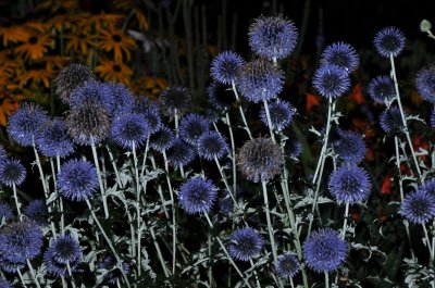 20100814-D300s-1846.jpg