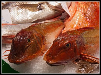 _small_Fisch Barca.JPG